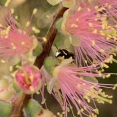 Hylaeus (Gnathoprosopis) euxanthus at Murrumbateman, NSW - 27 Mar 2021