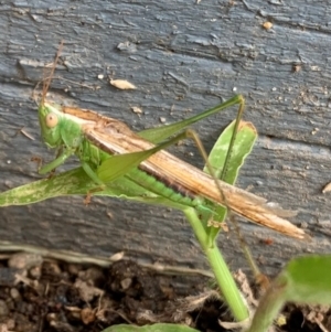 Conocephalus semivittatus at Murrumbateman, NSW - 26 Mar 2021 02:26 PM