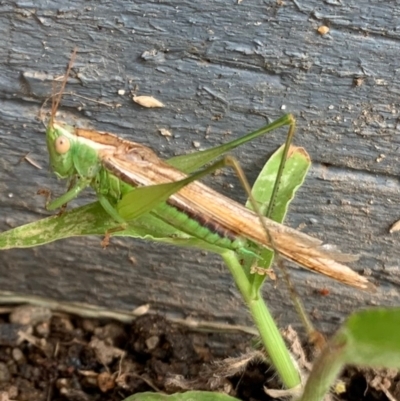 Conocephalus semivittatus (Meadow katydid) at Murrumbateman, NSW - 26 Mar 2021 by SimoneC