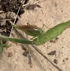 Conocephalus semivittatus at Murrumbateman, NSW - 26 Mar 2021 02:26 PM