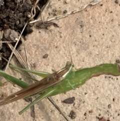 Conocephalus semivittatus at Murrumbateman, NSW - 26 Mar 2021 02:26 PM