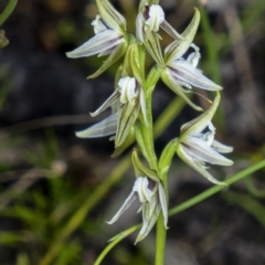 Prasophyllum striatum (Streaked Leek Orchid) at Morton National Park - 29 Mar 2021 by Aussiegall