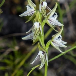 Prasophyllum striatum at Bundanoon, NSW - 29 Mar 2021