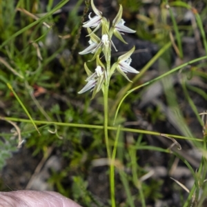 Prasophyllum striatum at Bundanoon, NSW - 29 Mar 2021