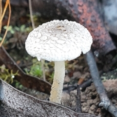 Lepiota s.l. at Cook, ACT - 26 Mar 2021 by drakes