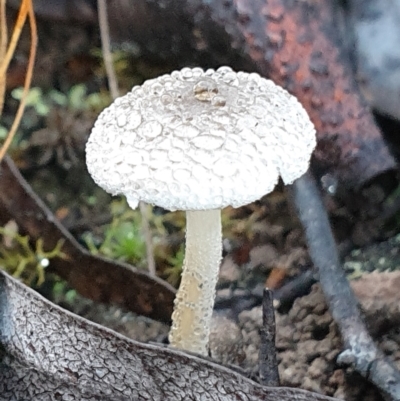 Lepiota s.l. at Cook, ACT - 25 Mar 2021 by drakes