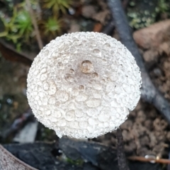 Lepiota s.l. at Cook, ACT - 26 Mar 2021 08:36 AM