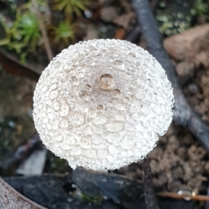 Lepiota s.l. at Cook, ACT - 26 Mar 2021