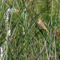 Acrocephalus australis (Australian Reed-Warbler) at Isabella Pond - 29 Mar 2021 by RodDeb