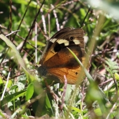 Heteronympha merope (Common Brown Butterfly) at Isabella Pond - 29 Mar 2021 by RodDeb