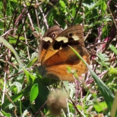 Heteronympha merope at Monash, ACT - 29 Mar 2021 12:41 PM