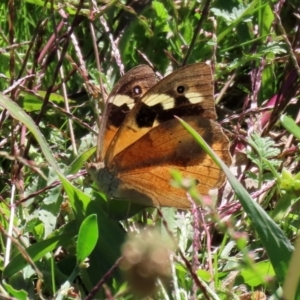 Heteronympha merope at Monash, ACT - 29 Mar 2021 12:41 PM