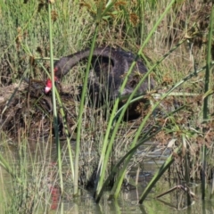 Cygnus atratus (Black Swan) at Tuggeranong Creek to Monash Grassland - 29 Mar 2021 by RodDeb