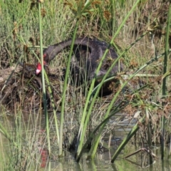 Cygnus atratus (Black Swan) at Monash, ACT - 29 Mar 2021 by RodDeb