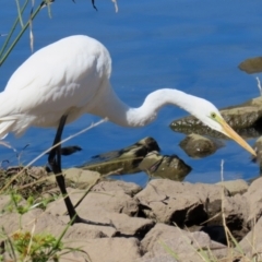 Ardea alba (Great Egret) at Monash, ACT - 29 Mar 2021 by RodDeb