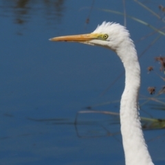 Ardea alba at Monash, ACT - 29 Mar 2021 12:36 PM