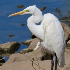 Ardea alba at Monash, ACT - 29 Mar 2021