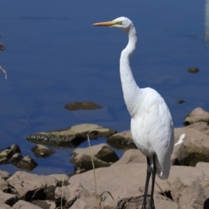 Ardea alba at Monash, ACT - 29 Mar 2021