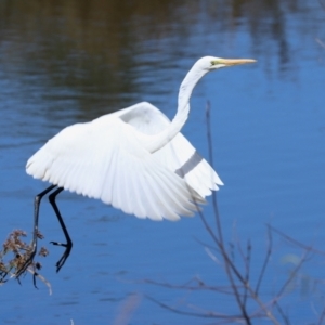 Ardea alba at Monash, ACT - 29 Mar 2021 12:36 PM