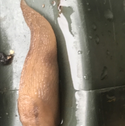 Ambigolimax sp. (valentius and waterstoni) (Striped Field Slug) at Hughes, ACT - 21 Mar 2021 by Tapirlord