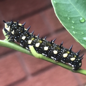 Papilio anactus at Hughes, ACT - 21 Mar 2021 04:10 PM