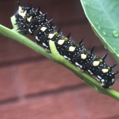 Papilio anactus at Hughes, ACT - 21 Mar 2021