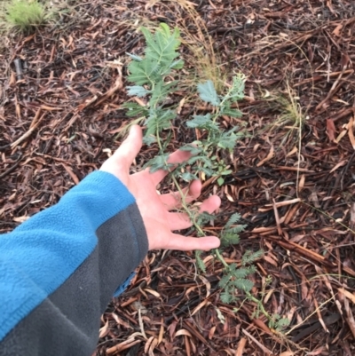 Acacia baileyana (Cootamundra Wattle, Golden Mimosa) at Hughes, ACT - 21 Mar 2021 by Tapirlord