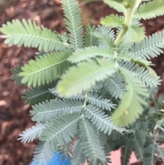 Acacia baileyana at Hughes, ACT - 21 Mar 2021 04:32 PM