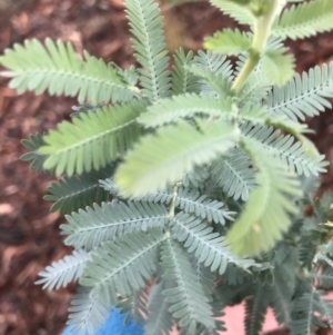 Acacia baileyana at Hughes, ACT - 21 Mar 2021