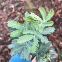 Acacia baileyana at Hughes, ACT - 21 Mar 2021