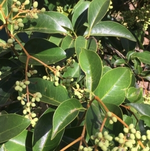 Ligustrum lucidum at Majura, ACT - 29 Mar 2021