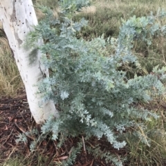 Acacia baileyana (Cootamundra Wattle, Golden Mimosa) at Hughes Grassy Woodland - 21 Mar 2021 by Tapirlord