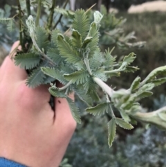 Acacia baileyana at Hughes, ACT - 21 Mar 2021