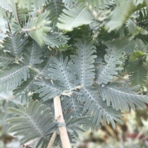 Acacia baileyana at Hughes, ACT - 21 Mar 2021