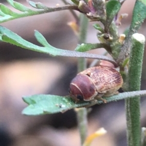 Aporocera (Aporocera) sculptilis at Deakin, ACT - 21 Mar 2021