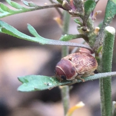 Aporocera (Aporocera) sculptilis (Leaf beetle) at Deakin, ACT - 21 Mar 2021 by Tapirlord