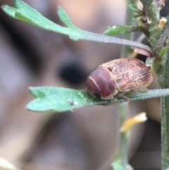 Aporocera (Aporocera) sculptilis at Deakin, ACT - suppressed