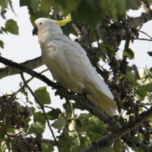 Cacatua galerita at Wodonga - 28 Mar 2021