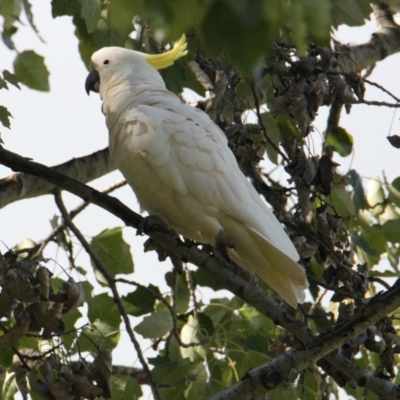 Cacatua galerita (Sulphur-crested Cockatoo) at Wodonga, VIC - 28 Mar 2021 by PaulF