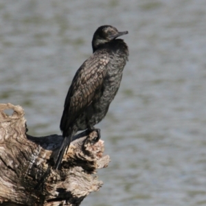 Phalacrocorax sulcirostris at Wodonga - 28 Mar 2021