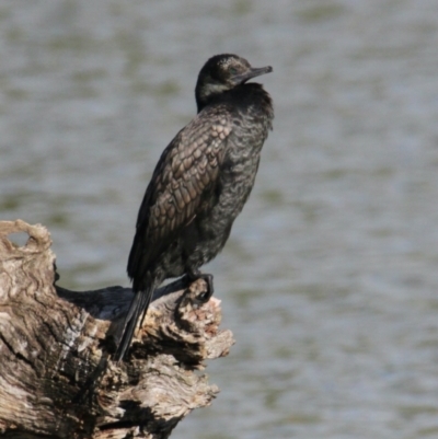 Phalacrocorax sulcirostris (Little Black Cormorant) at Wodonga - 28 Mar 2021 by PaulF
