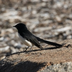 Rhipidura leucophrys (Willie Wagtail) at Belvoir Park - 28 Mar 2021 by PaulF