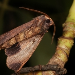 Fisera eribola (Orange-hooded Crest-moth) at Melba, ACT - 24 Mar 2021 by kasiaaus