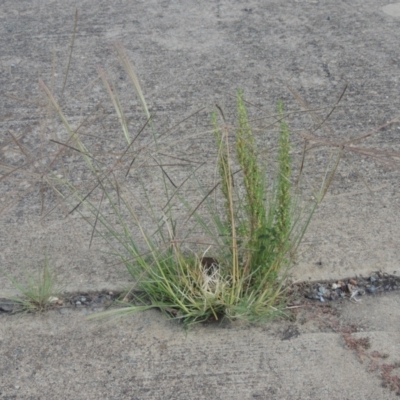 Chloris truncata (Windmill Grass) at Conder, ACT - 22 Feb 2021 by MichaelBedingfield