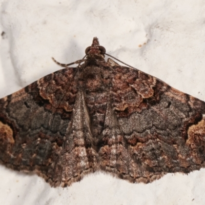 Epyaxa sodaliata (Sodaliata Moth, Clover Moth) at Melba, ACT - 24 Mar 2021 by kasiaaus