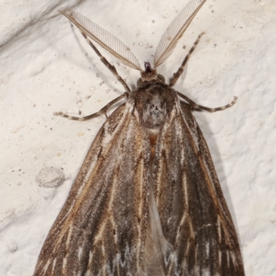 Ciampa arietaria (Brown Pasture Looper Moth) at Melba, ACT - 25 Mar 2021 by kasiaaus