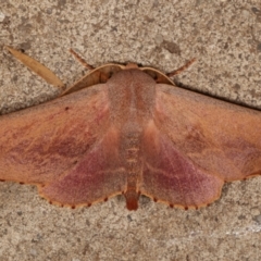 Monoctenia smerintharia (Dark Leaf Moth) at Melba, ACT - 25 Mar 2021 by kasiaaus