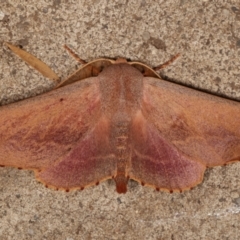 Monoctenia smerintharia (Dark Leaf Moth) at Melba, ACT - 24 Mar 2021 by kasiaaus