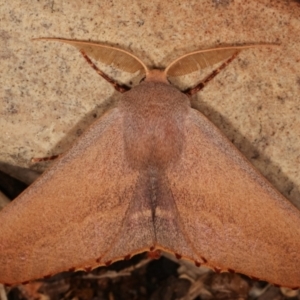 Monoctenia smerintharia at Melba, ACT - 25 Mar 2021 01:42 AM