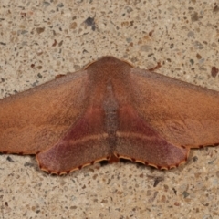 Monoctenia smerintharia at Melba, ACT - 25 Mar 2021 01:42 AM